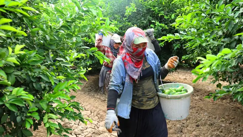 Markette Patates Kilo Fiyatı 150 Lirayı Aştı: Yeni Hasat Umut Veriyor
