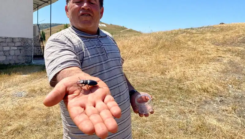 Sivas'ta Görülen Bu Böcek İçin Dikkat: Ceza 557 Bin TL!