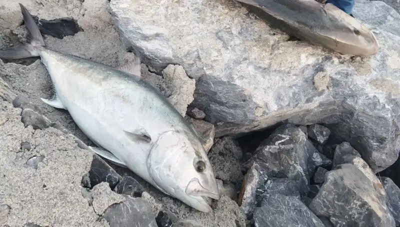 65 Kiloluk Balık, Oltayla Yakalandı ve 18 Bin TL’ye Satıldı!